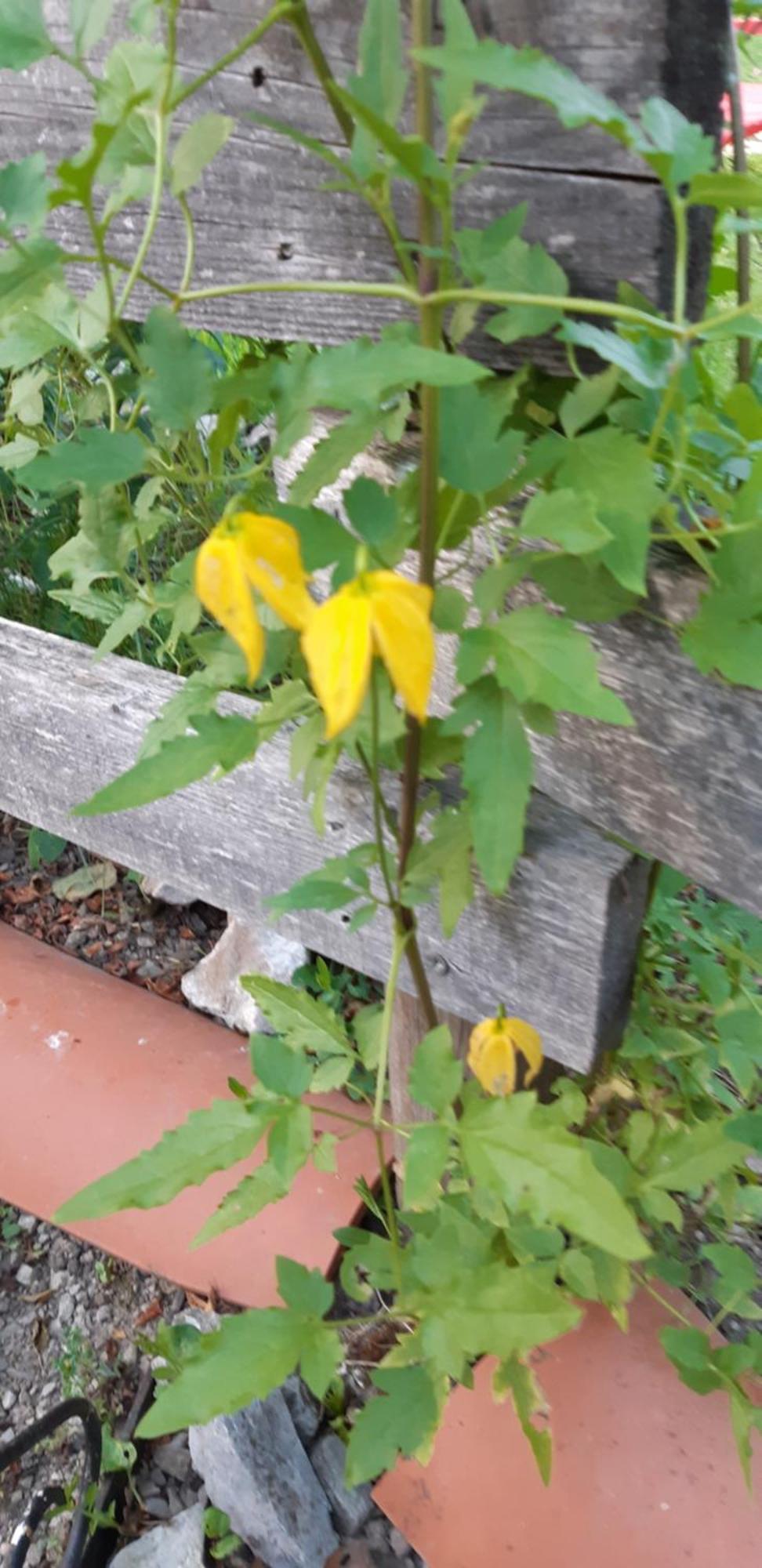 Chambre D'Hote Amitie Et Jardin Carmaux Eksteriør billede